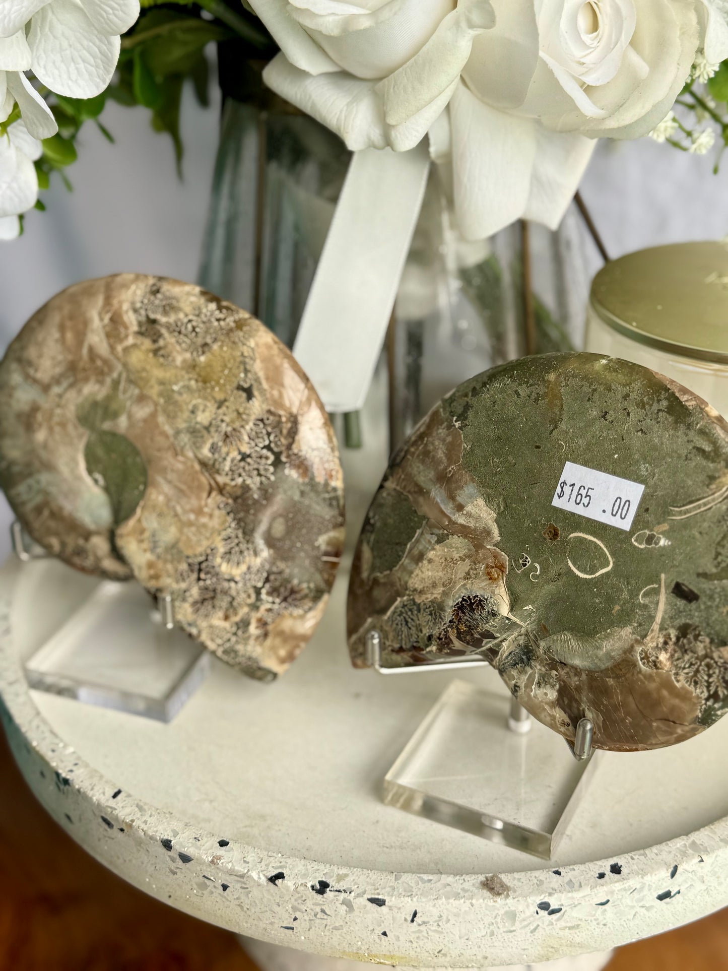 Ammonite Fossil Pair