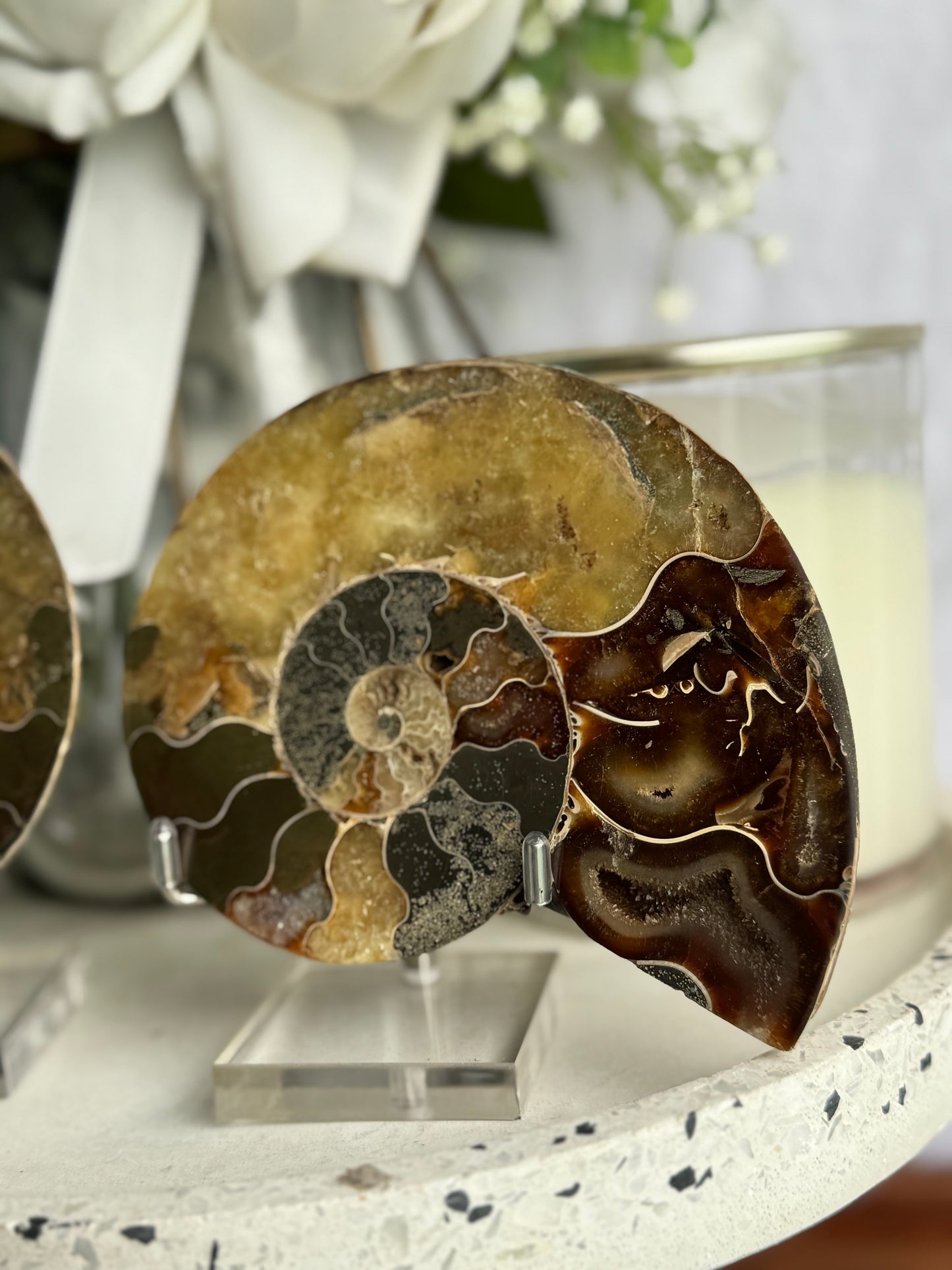 Ammonite Fossil Pair