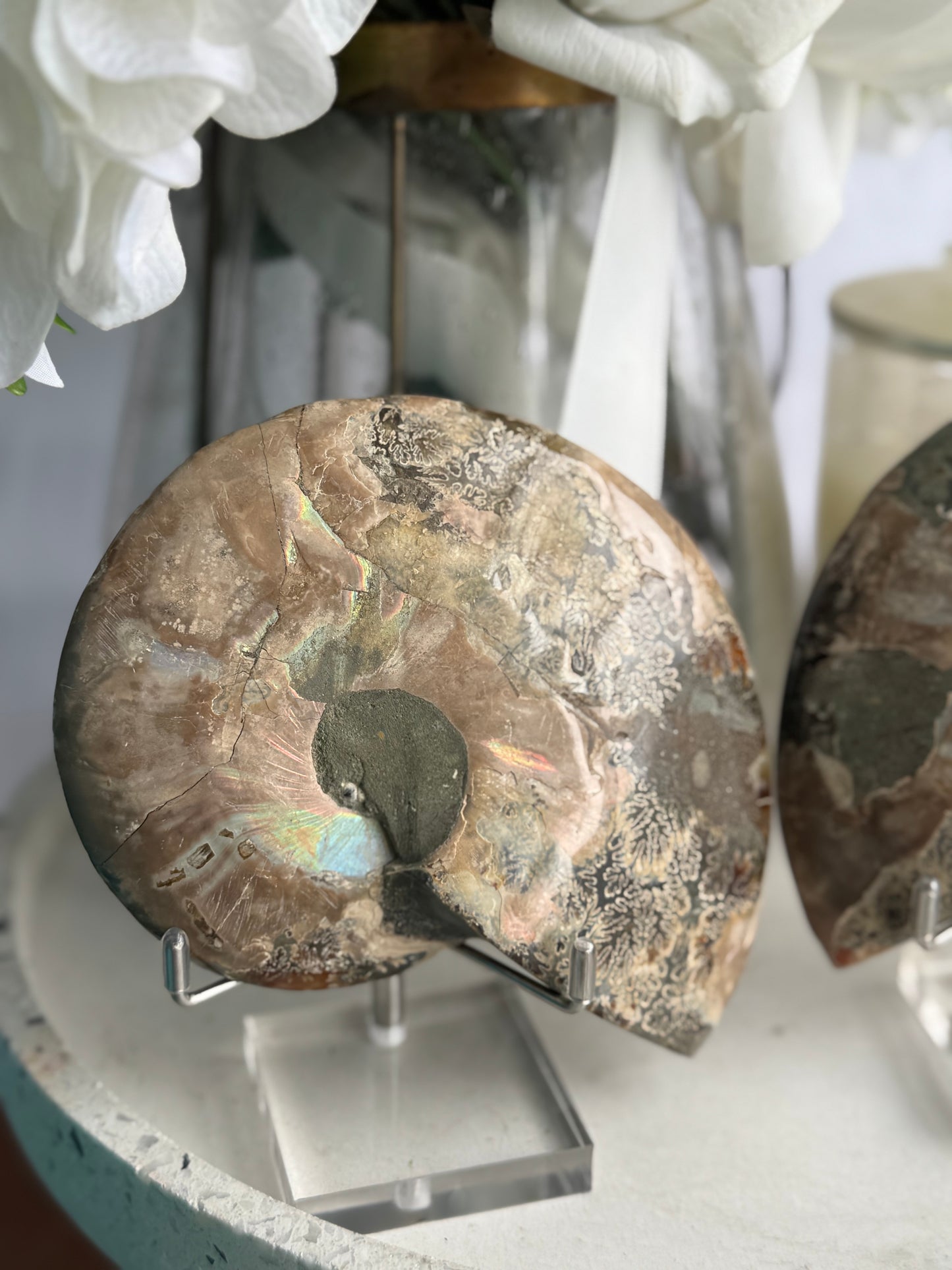 Ammonite Fossil Pair