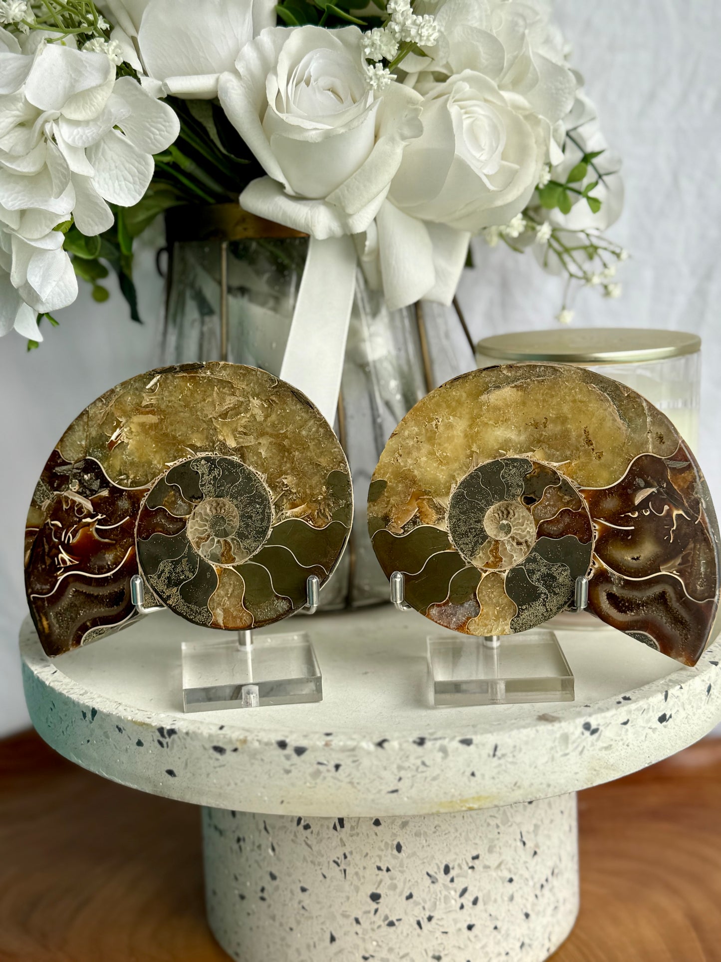 Ammonite Fossil Pair