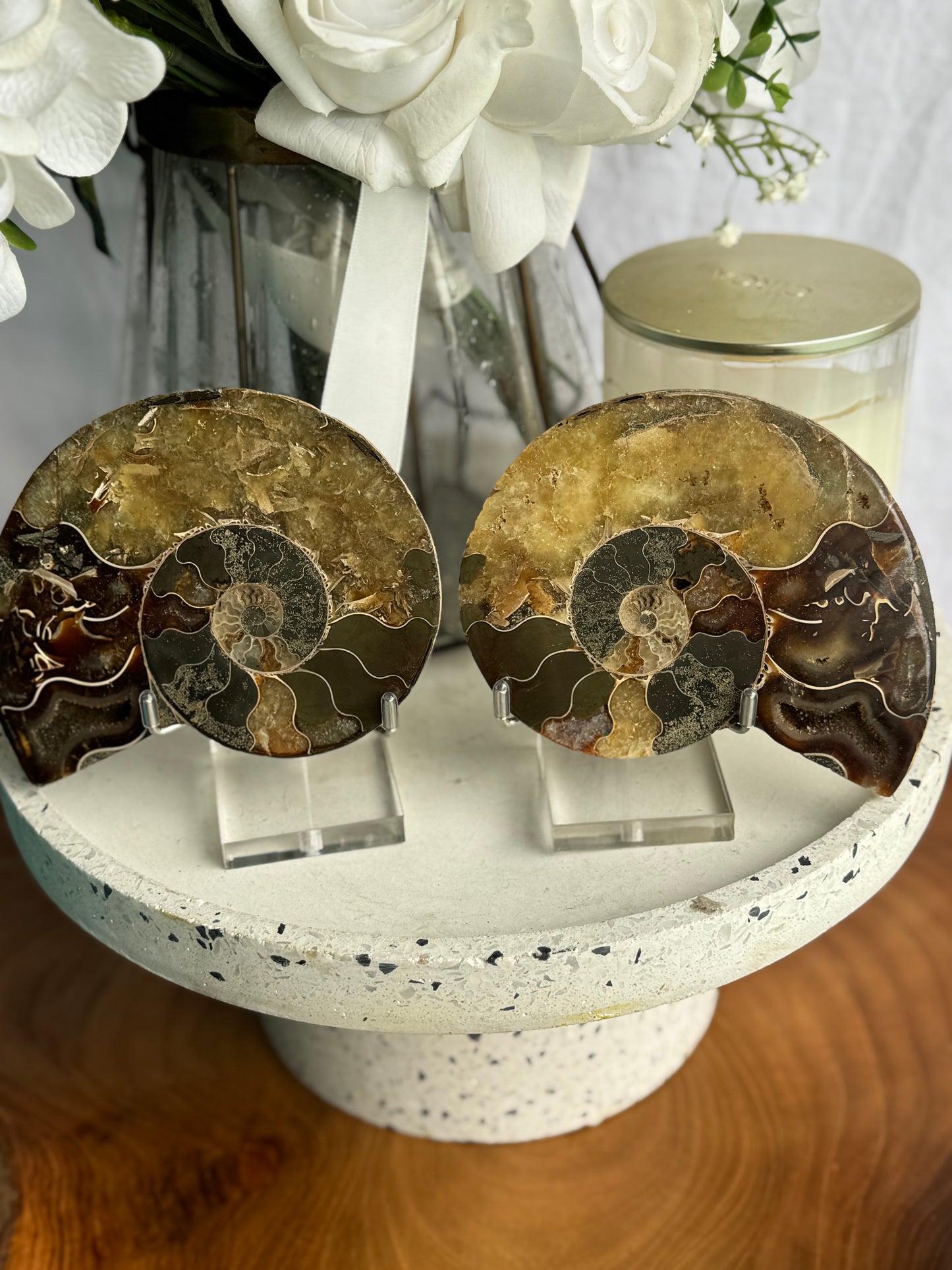 Ammonite Fossil Pair