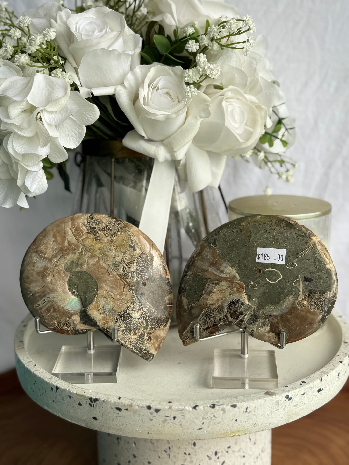 Ammonite Fossil Pair