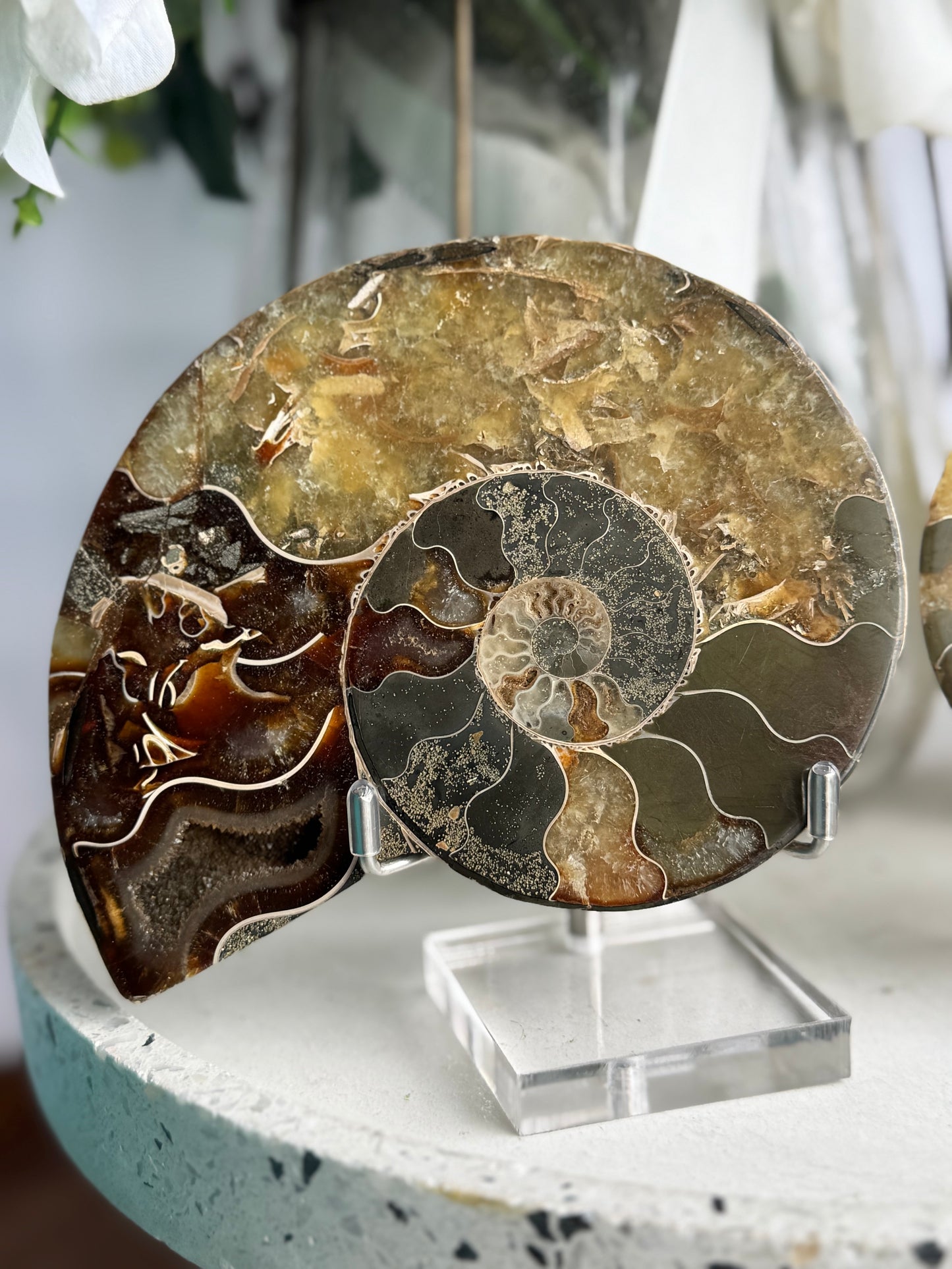 Ammonite Fossil Pair