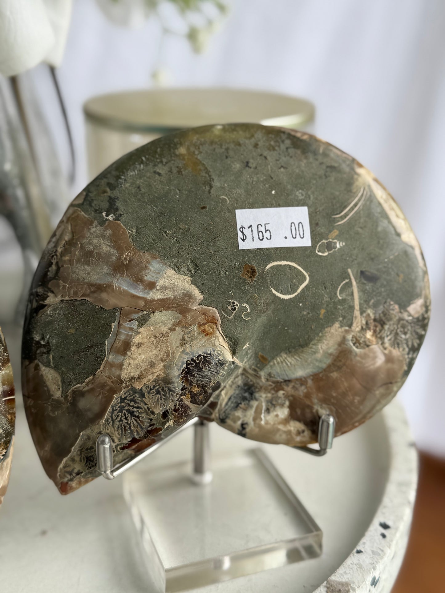 Ammonite Fossil Pair