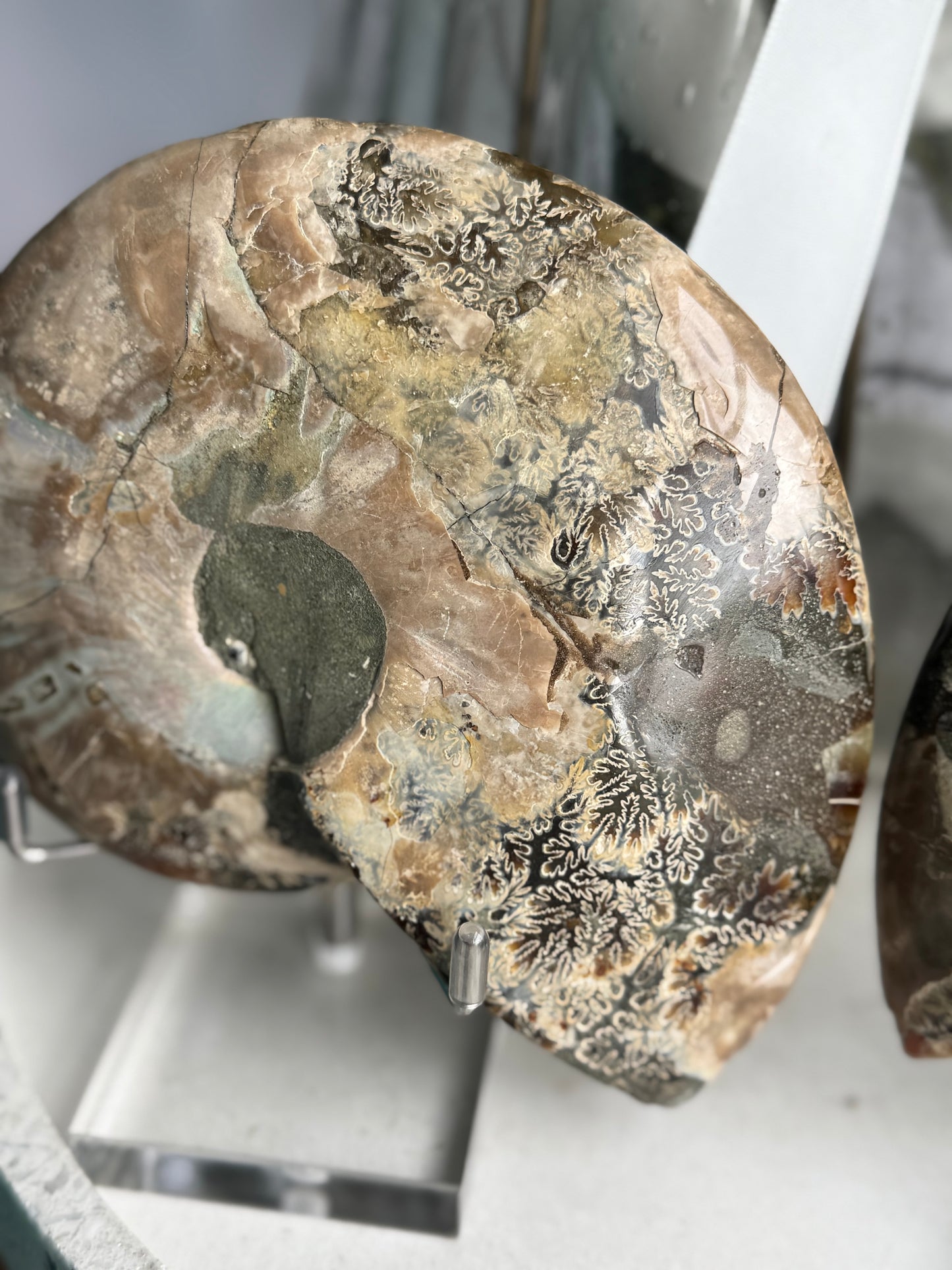 Ammonite Fossil Pair